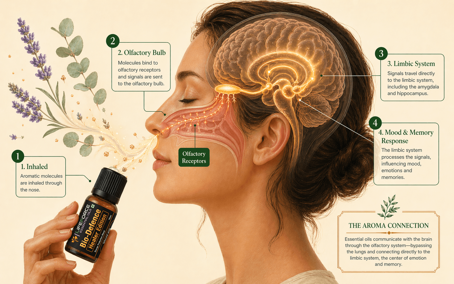The aromatic pathway — how essential oils reach the brain